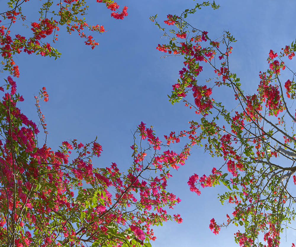 bougainvillea 04a _ 18k x 15k